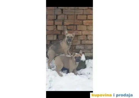 Francuski buldog - 4/5