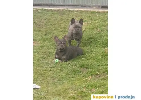 Francuski buldog - 5/5