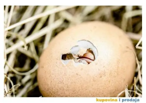 Proizvodnja i prodaja jednodnevnih pilića za tov - 1/3