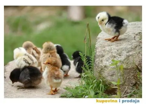 Proizvodnja i prodaja jednodnevnih pilića za tov - 2/3