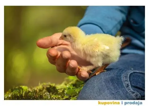 Proizvodnja i prodaja jednodnevnih pilića za tov - 3/3