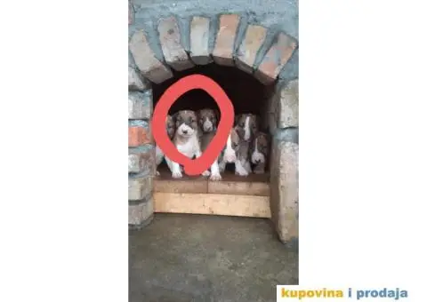 Bull terijer stenci - 2/5