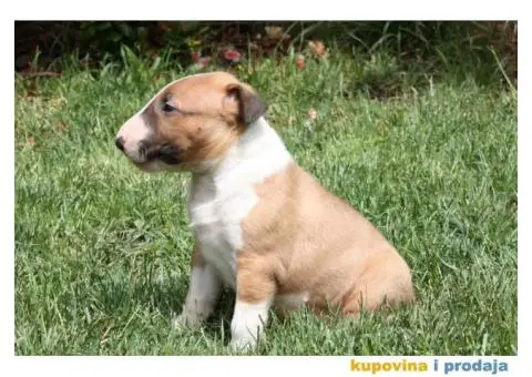 Bull terijer stenci - 3/5