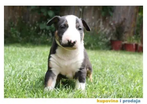 Bull terijer stenci - 4/5