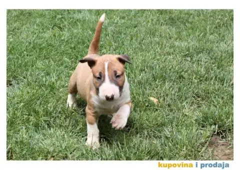 Bull terijer stenci - 5/5