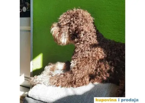 Lagoto Romanjolo Štenci - 2/6