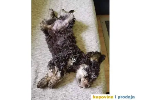 Lagoto Romanjolo Štenci - 3/6