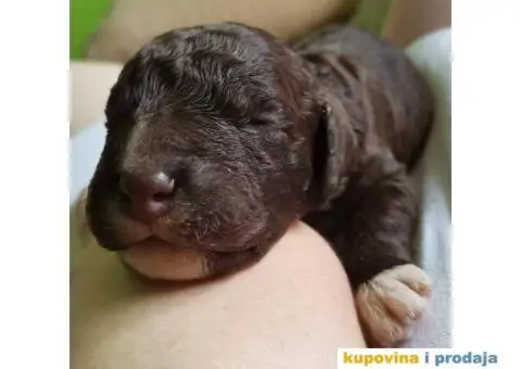 Lagoto Romanjolo Štenci - 4/6