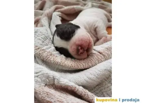 Lagoto Romanjolo Štenci - 5/6