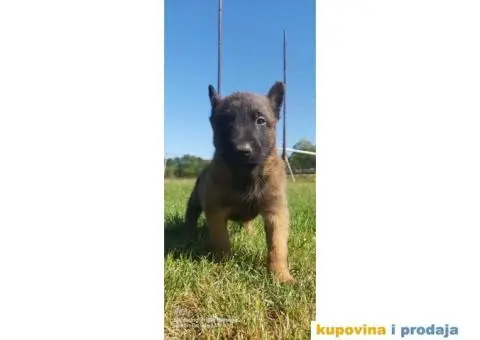 Belgijski ovčar štenci - 1/12