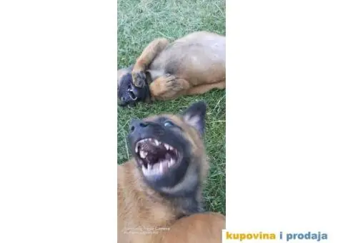 Belgijski ovčar štenci - 2/12