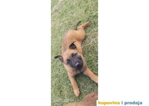 Belgijski ovčar štenci - 3/12