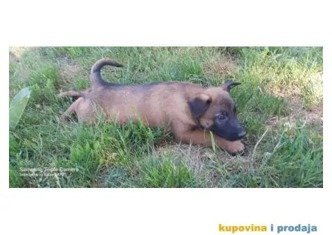 Belgijski ovčar štenci - 4/12