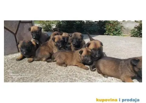 Belgijski ovčar štenci - 5/12