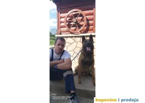 Belgijski ovčar štenci - 6/12