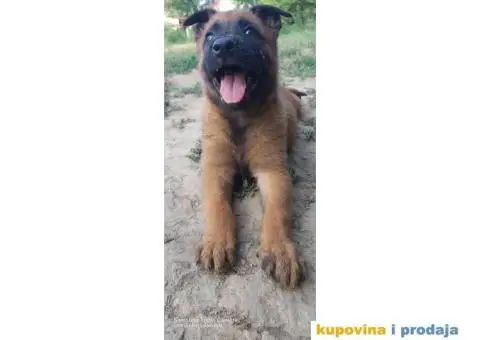 Belgijski ovčar štenci - 7/12