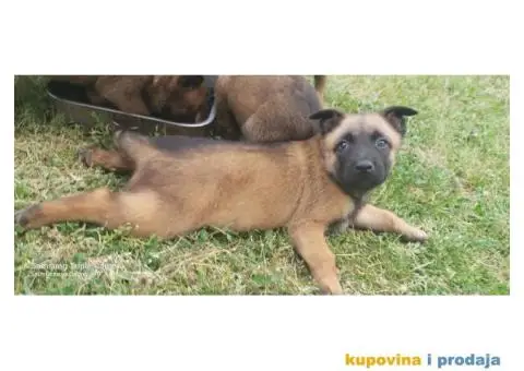 Belgijski ovčar štenci - 8/12