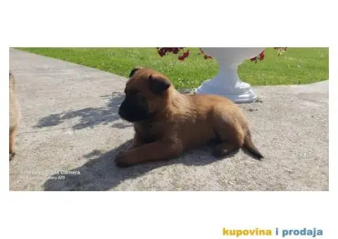 Belgijski ovčar štenci - 9/12