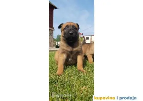 Belgijski ovčar štenci - 10/12