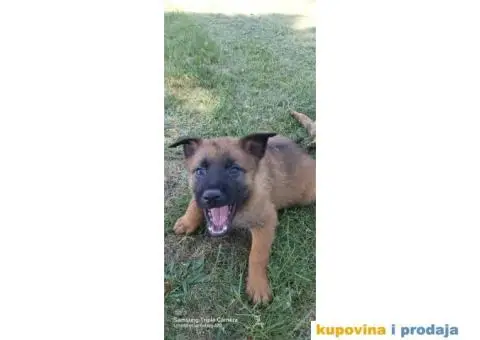 Belgijski ovčar štenci - 11/12