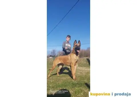 Belgijski ovčar štenci - 12/12