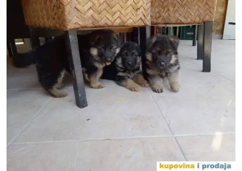 Nemački ovčar - 1/9