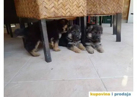 Nemački ovčar - 2/9