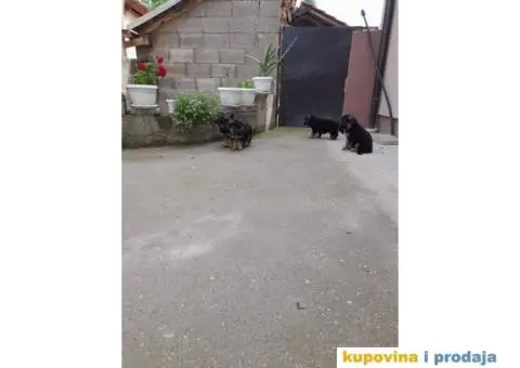 Nemački ovčar - 4/9