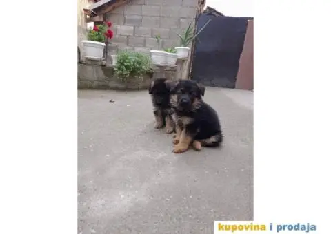 Nemački ovčar - 5/9