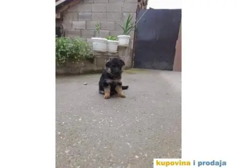 Nemački ovčar - 6/9