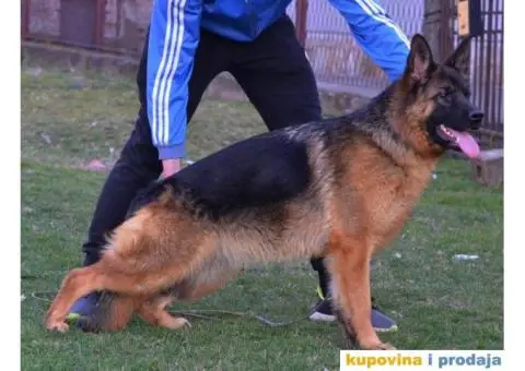 Nemački ovčar - 7/9