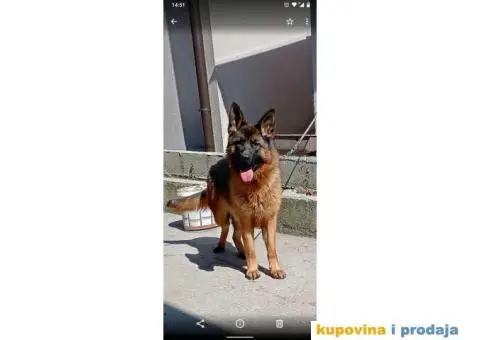 Nemački ovčar - 8/9