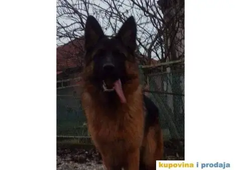 Nemački ovčar - 9/9