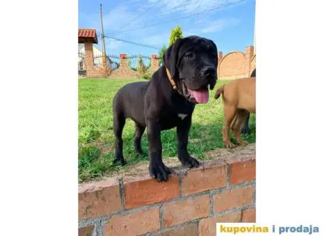 Boerboel štenci - 1/13