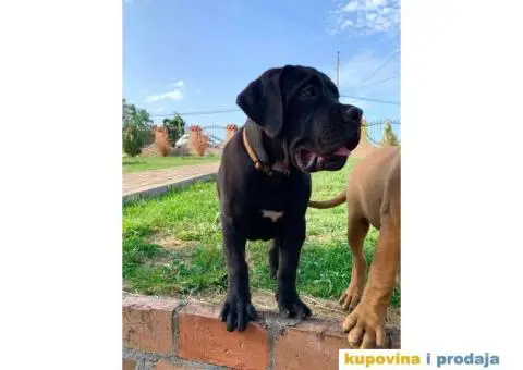 Boerboel štenci - 2/13