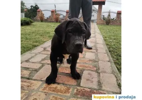 Boerboel štenci - 3/13