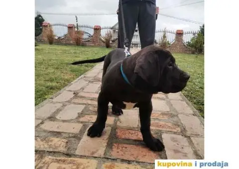 Boerboel štenci - 4/13