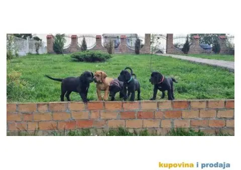 Boerboel štenci - 5/13