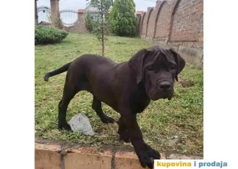 Boerboel štenci - 6/13