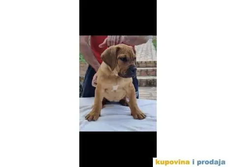 Boerboel štenci - 7/13