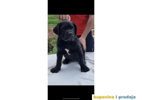 Boerboel štenci - 8/13