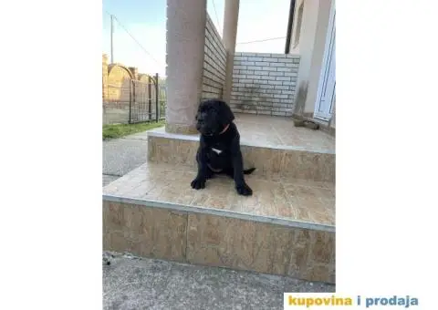 Boerboel štenci - 9/13