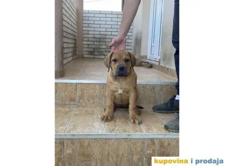 Boerboel štenci - 10/13