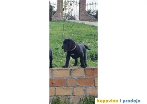 Boerboel štenci - 11/13