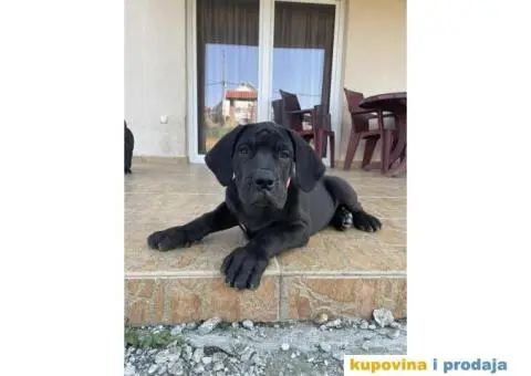 Boerboel štenci - 12/13