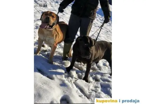 Boerboel štenci - 13/13