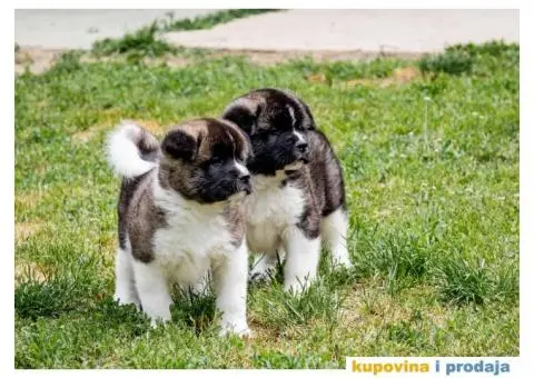 Američka Akita - 2/8