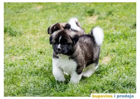Američka Akita - 3/8