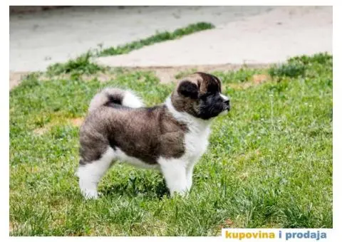 Američka Akita - 4/8