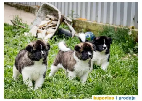 Američka Akita - 6/8